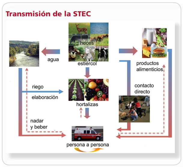 Para combatirlo hay que conocerlo: Síndrome Urémico Hemolítico (SUH)